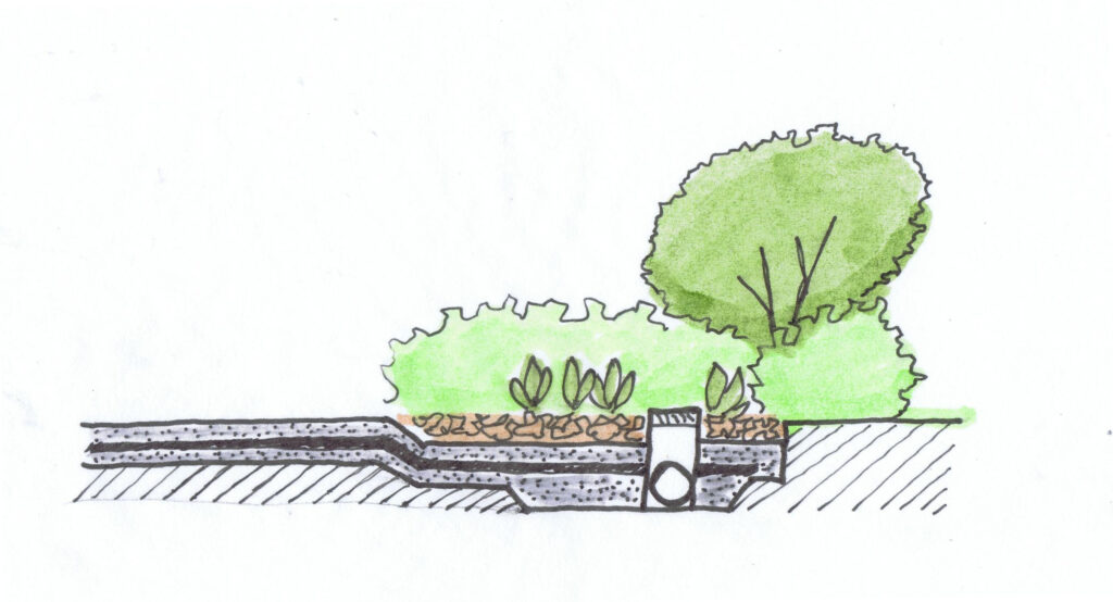 About rain garden section