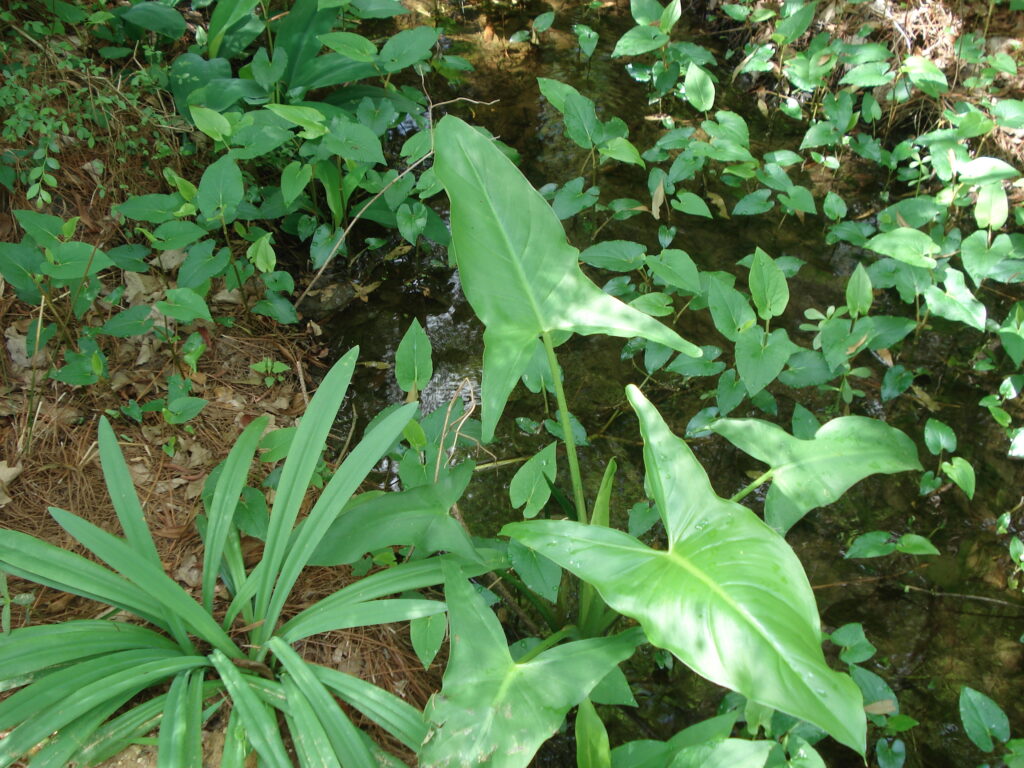 Home dsc08711